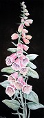 Foxglove.